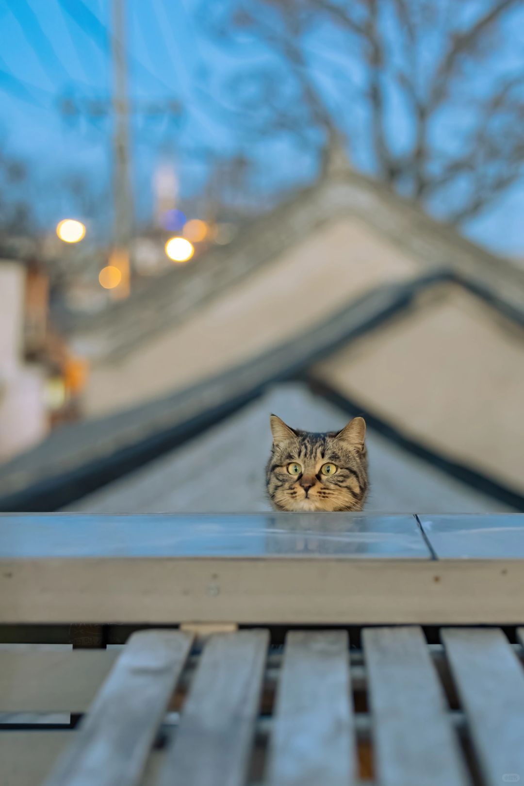 得意之作｜治愈人心的猫猫日历壁纸（七）