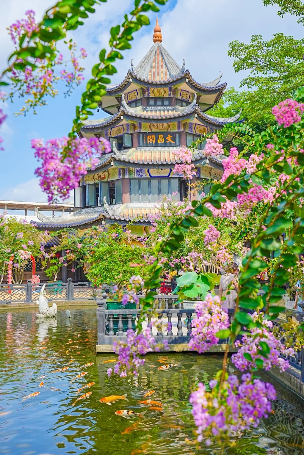 6.23实拍📸紫薇花进入盛花期！附live实况