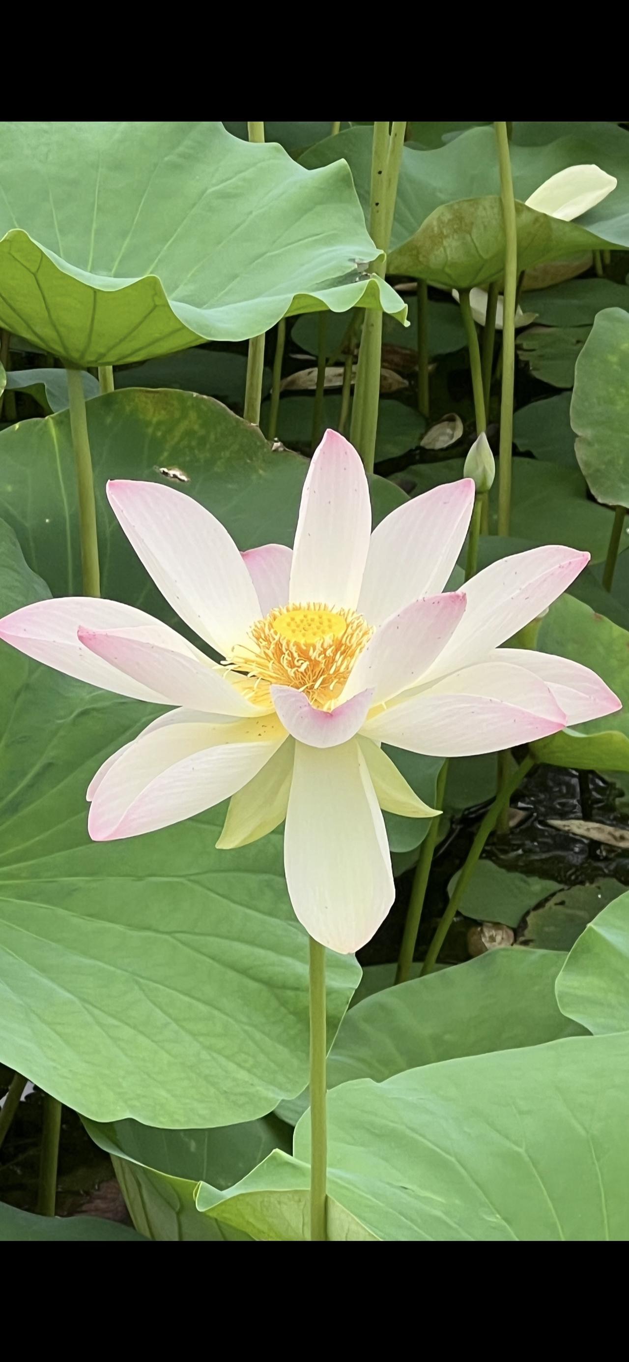 今天给大家分享我随手拍的荷花。那荷花真的靓丽迷人，花瓣白粉嫩的，荷塘风景随手拍 