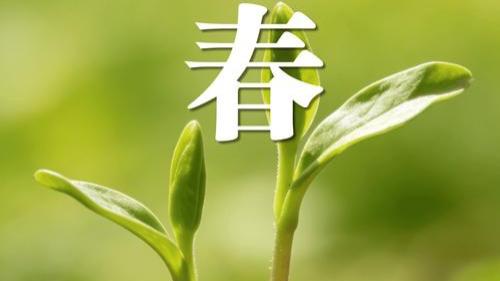 2026年2月4日，我们迎来二十四节气中的第一个节气——立春。东风渐软，柳枝泛绿