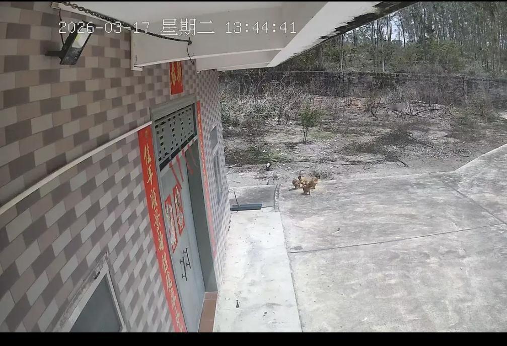 广东湛江小伙家的公鸡生存大挑战，迎来下一轮比赛，5只公鸡有4只晋级！另外那1只已