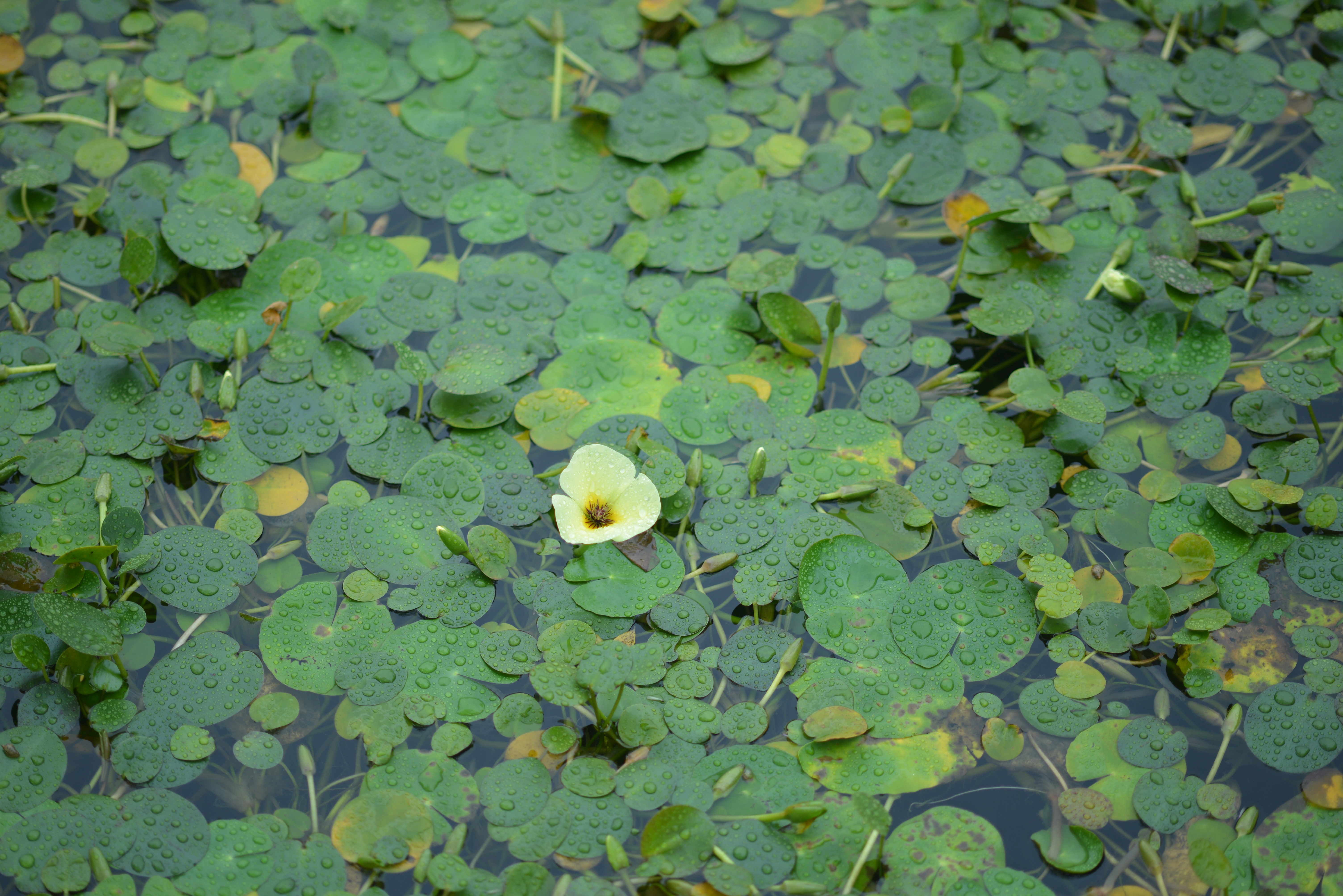 这是水罂粟，拉丁学名 Hydrocleys nymphoides (Willd.