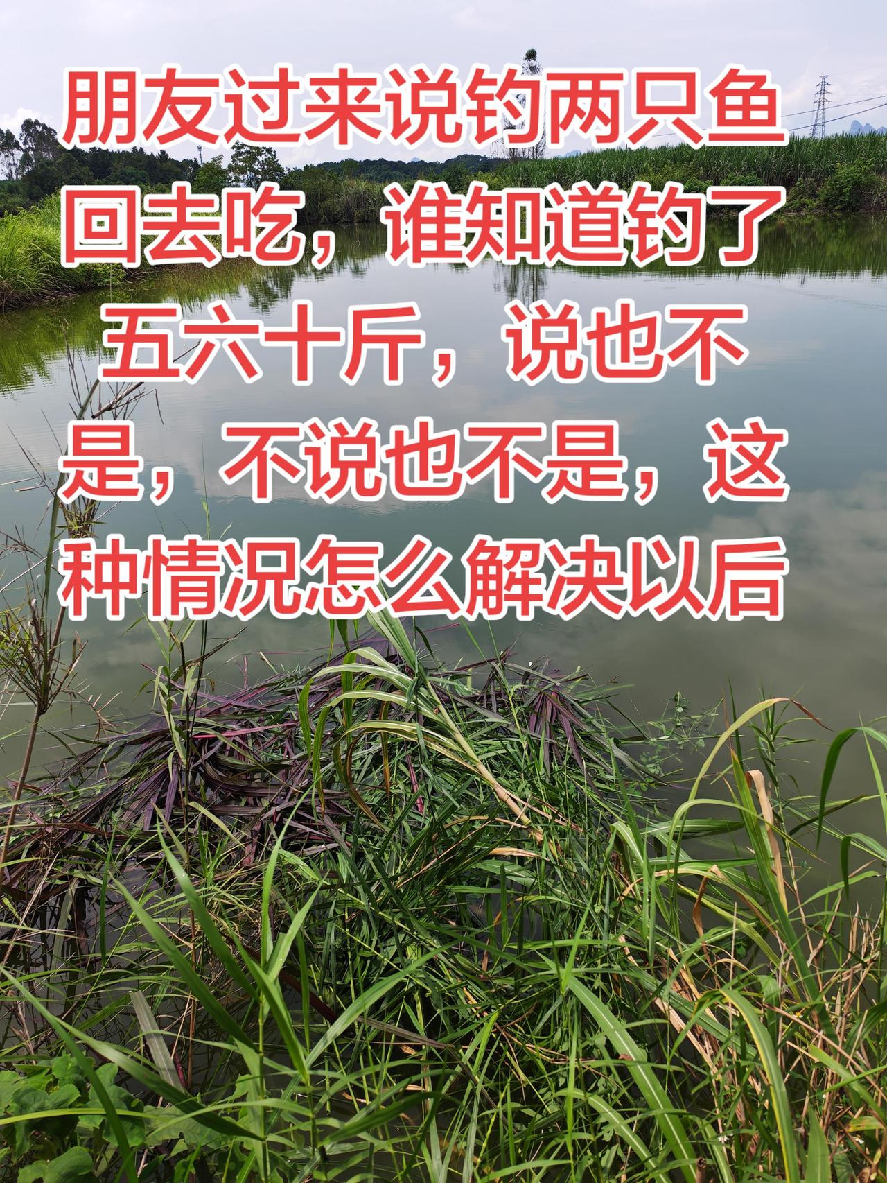 如果是你，你怎么解决，朋友出来钓鱼，钓的太多了养鱼日记 养鱼 农村生活