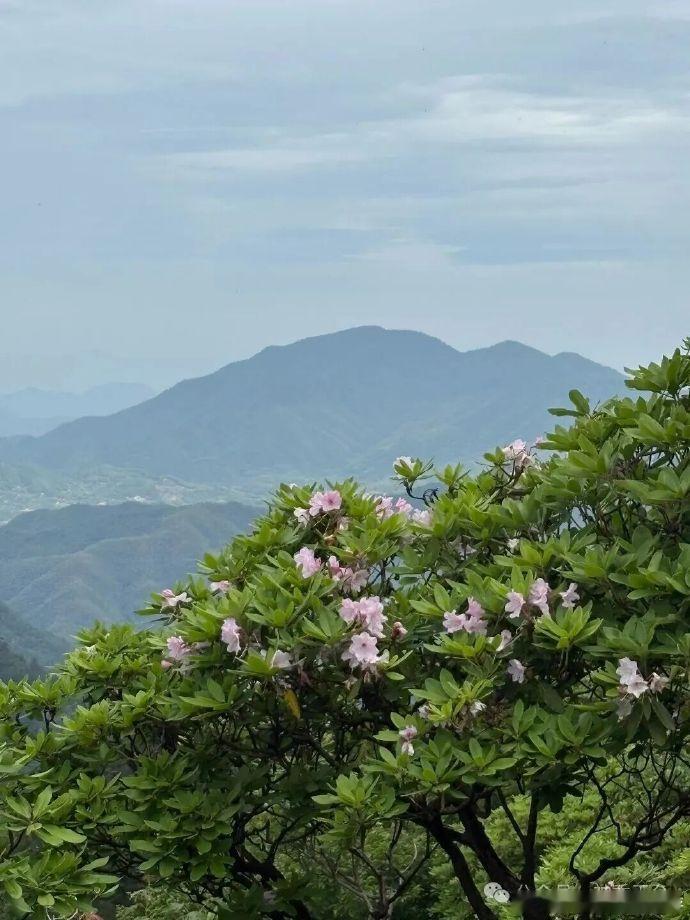 千年杜鹃火上央视打卡台州赏花经济 5月20日，央视《花开中国》摄制组携嘉宾曾黎走