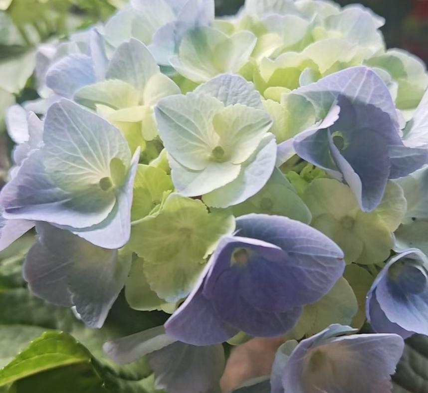 从一根不起眼的小苗，默默扎根、慢慢长叶，熬过一整个冬天，今年春天一到，直接爆花给