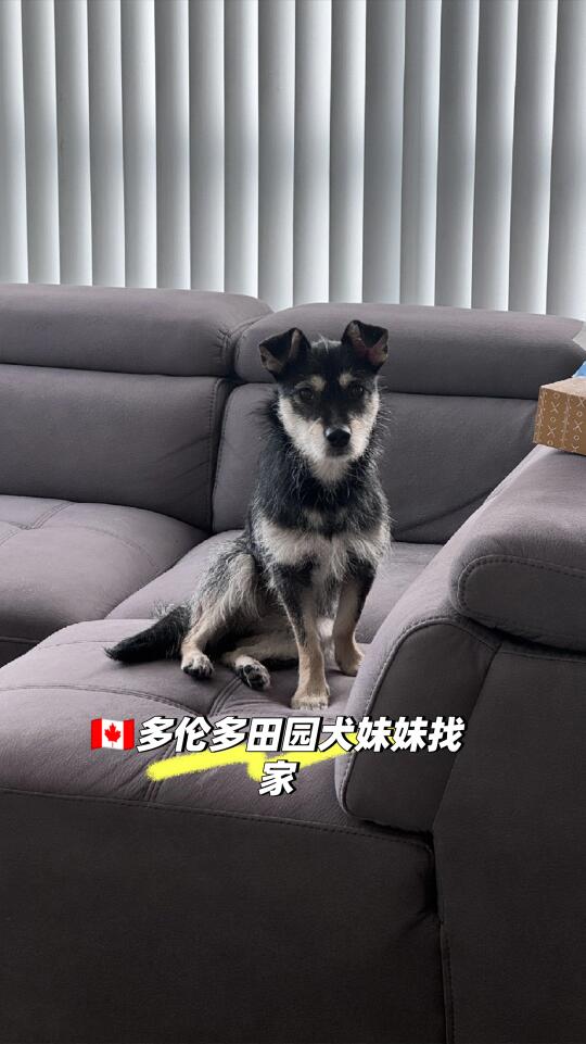 她飞越千山万水，只为在多伦多遇见你。
