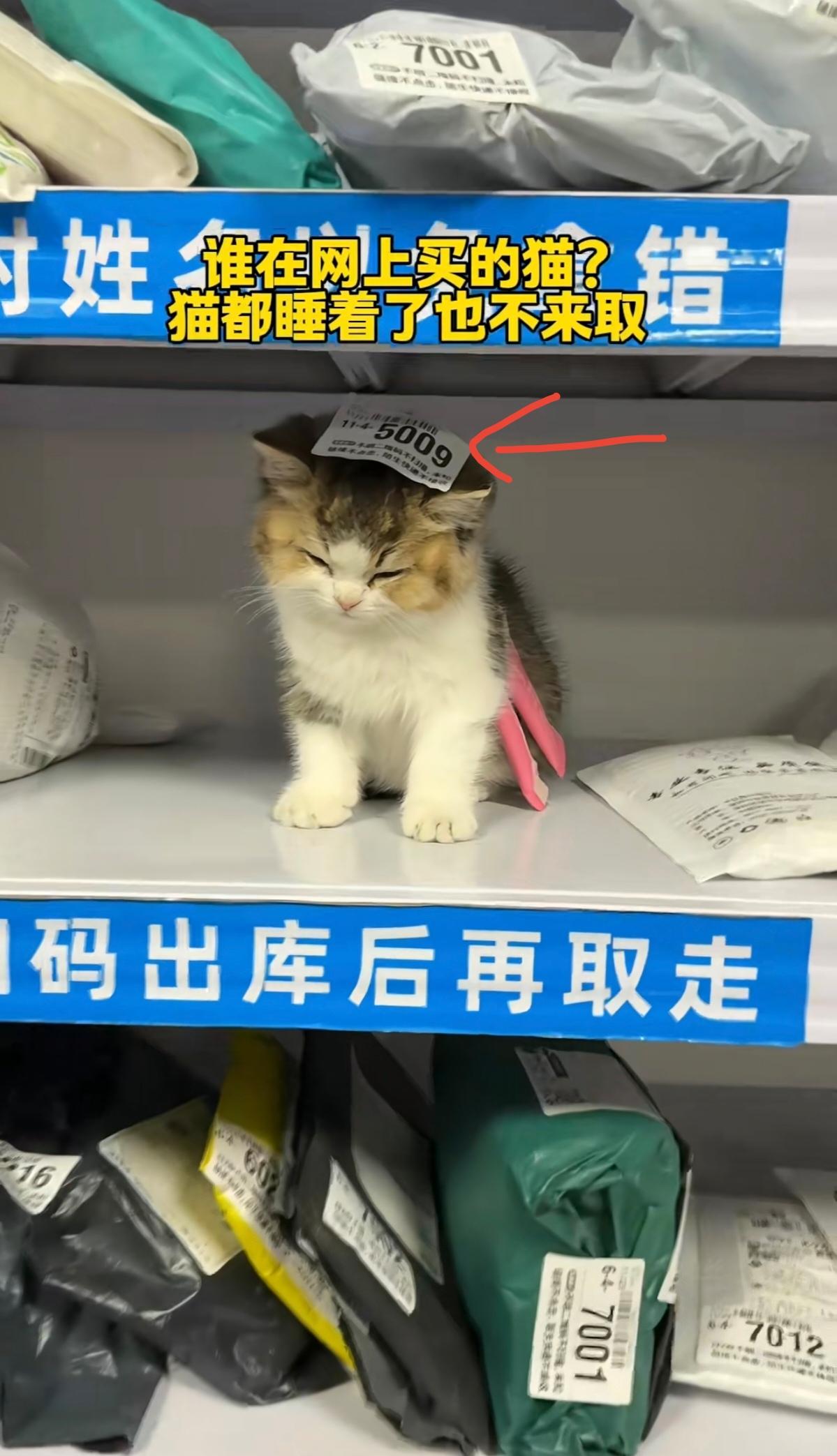 真的可以在网上买活物啊[泪奔]