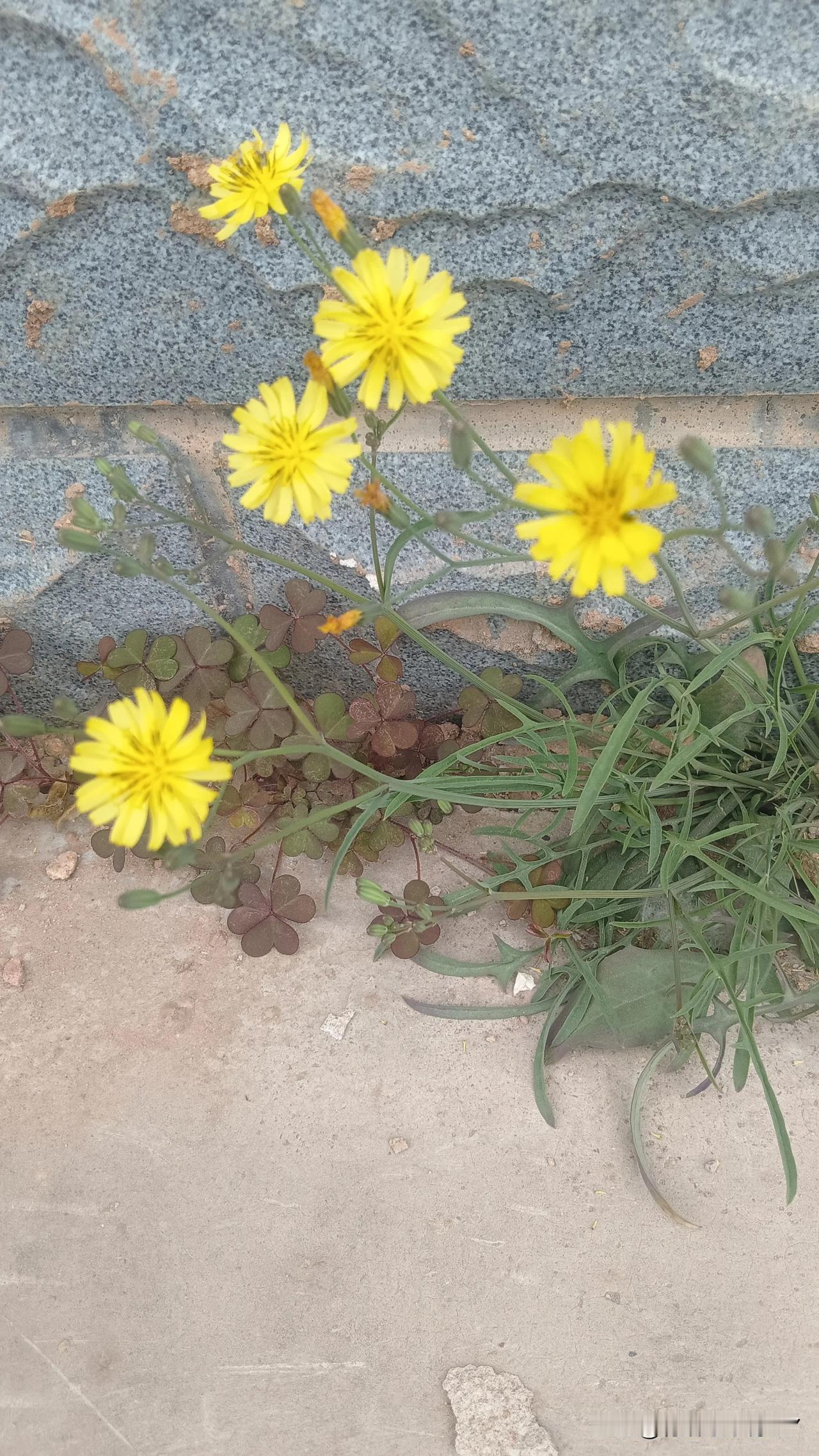 上联：霜寒叶落南归雁
下联：春暖花开东来风