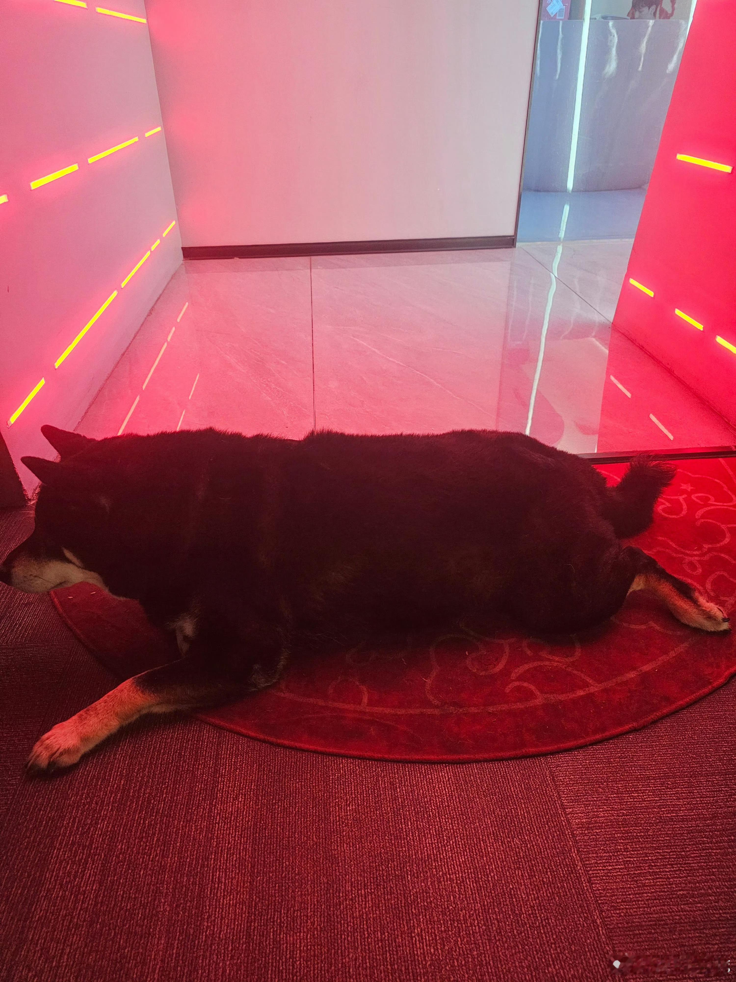 微博更新好萌的小黑煤气罐🐶 s16参赛队伍名单lpl冲击第一赛区lpl瑞士轮现
