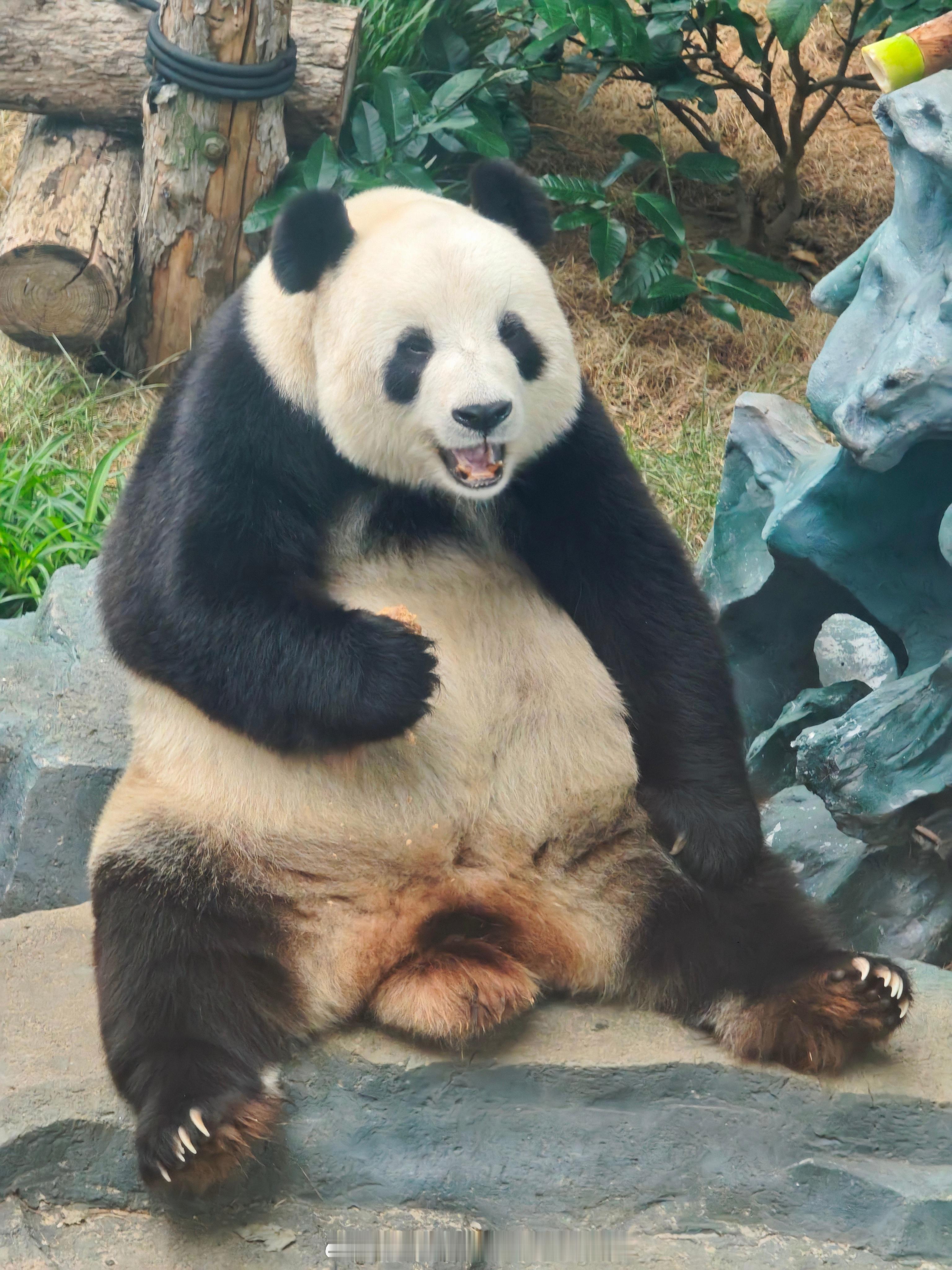 大熊猫飞云 乐呵呵 
