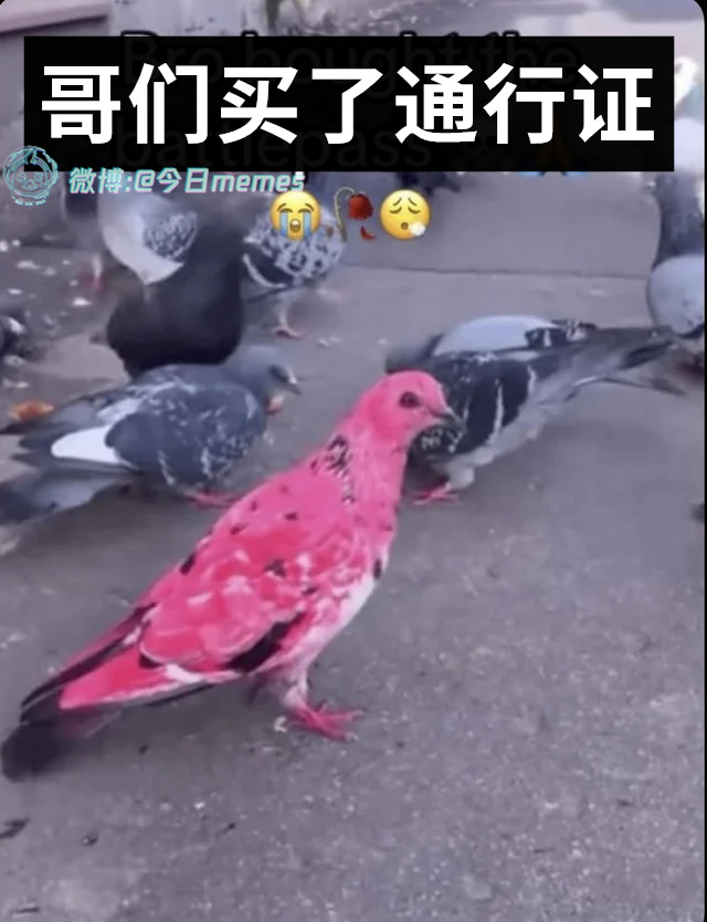 好炫（9gag）今日meme今日memes