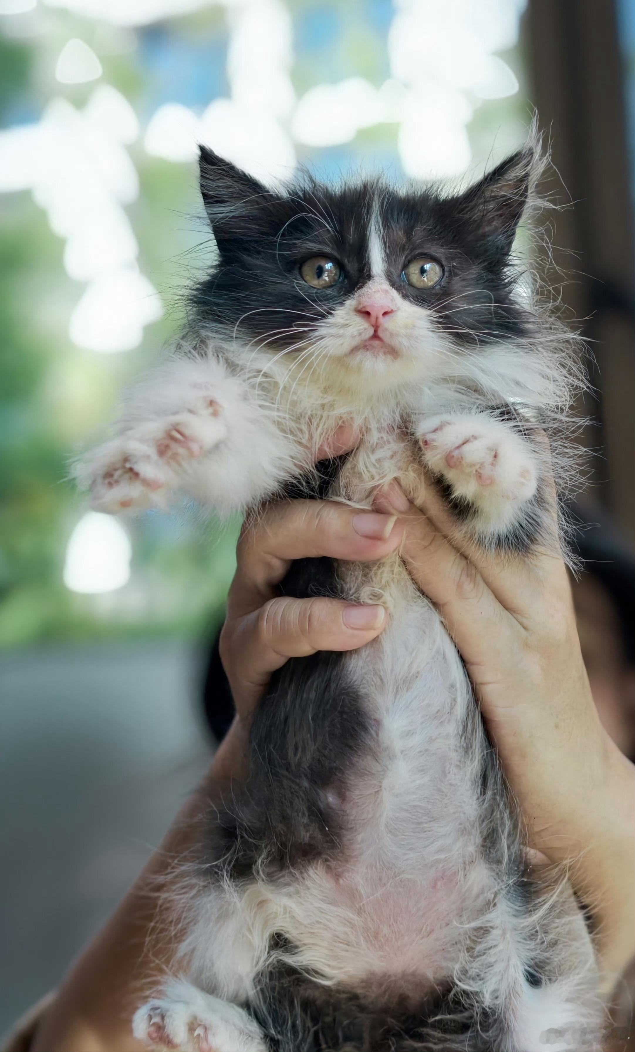 【奶牛猫】猫咪：感谢好心人🥹 ​​​
