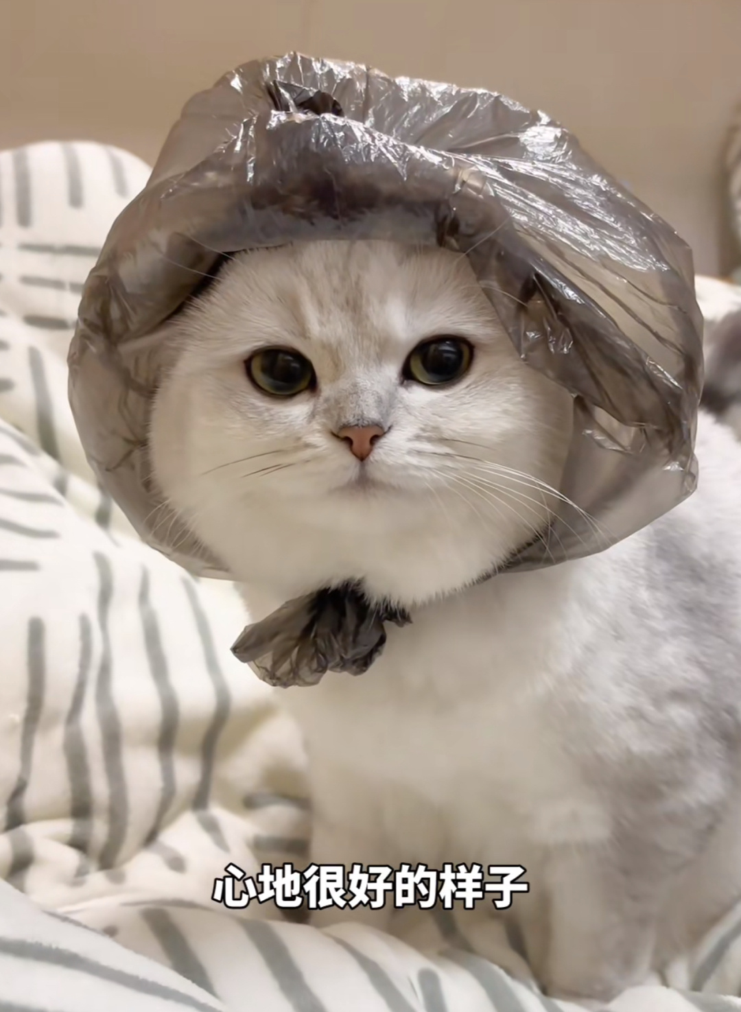 怎么会有小猫一看就心地很好的样子[哇] ​​​
