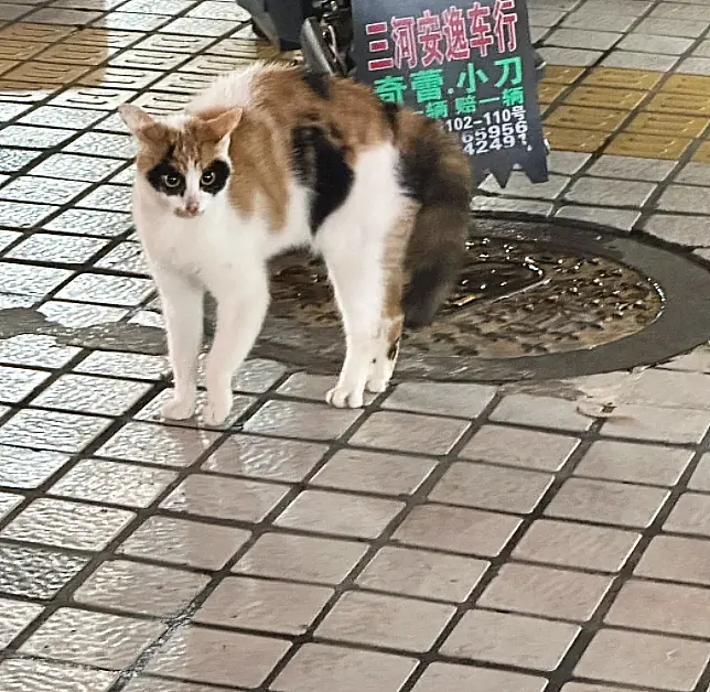 原来，猫猫侠真的就在我们身边。功夫熊猫最终还是在四川找了徒弟传承下去的