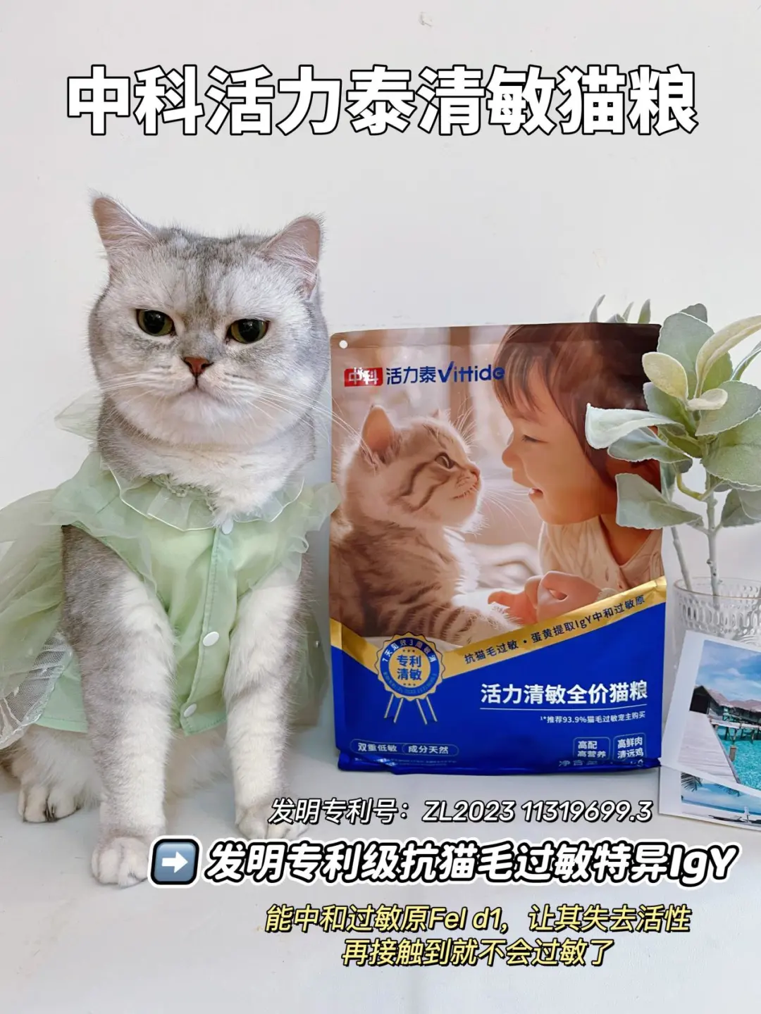 猫毛过敏？教你重新实现撸猫自由！