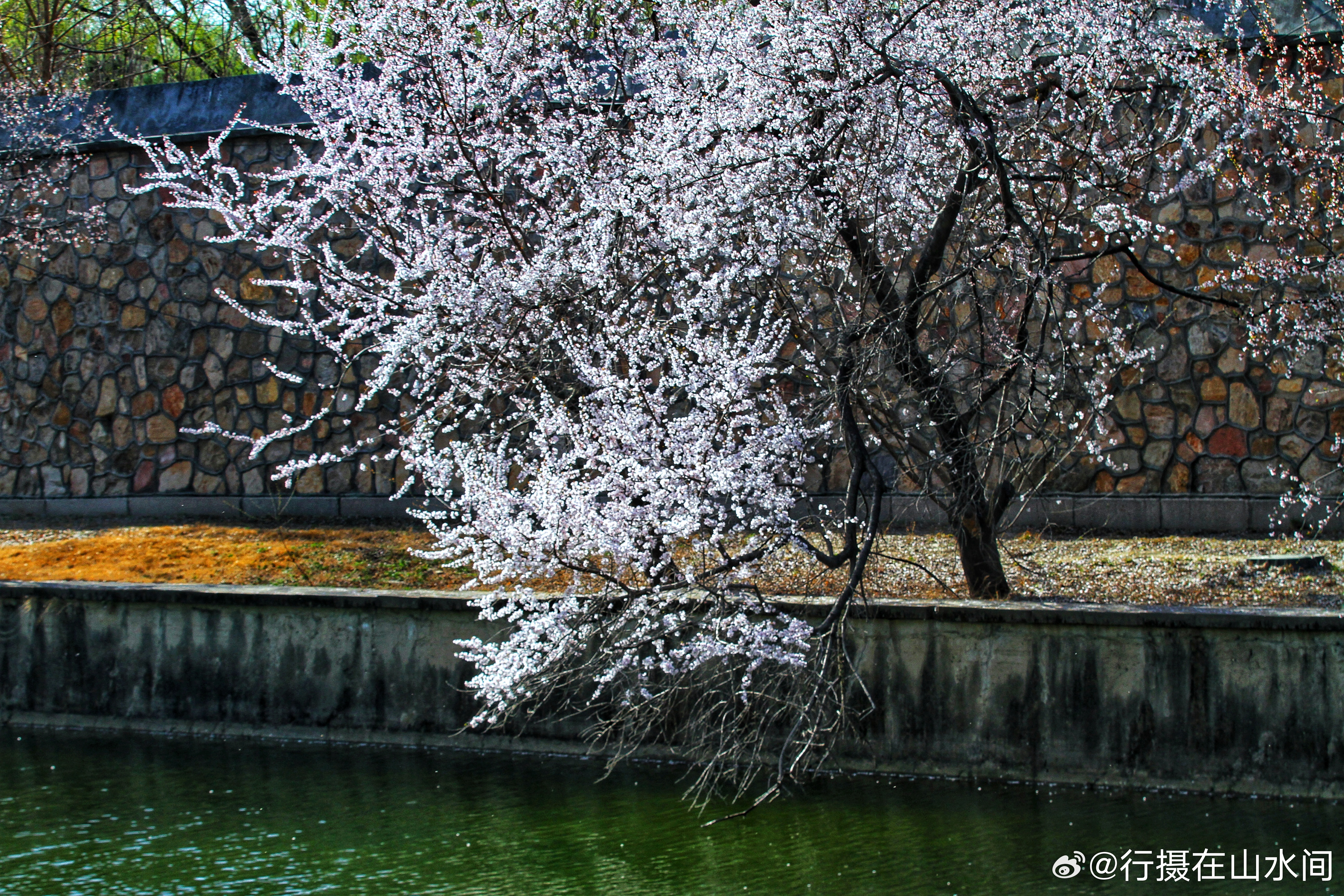 颐和园山桃花开2026.3.27摄影