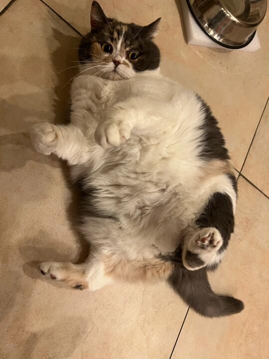 天热瓷砖又开始长猫了