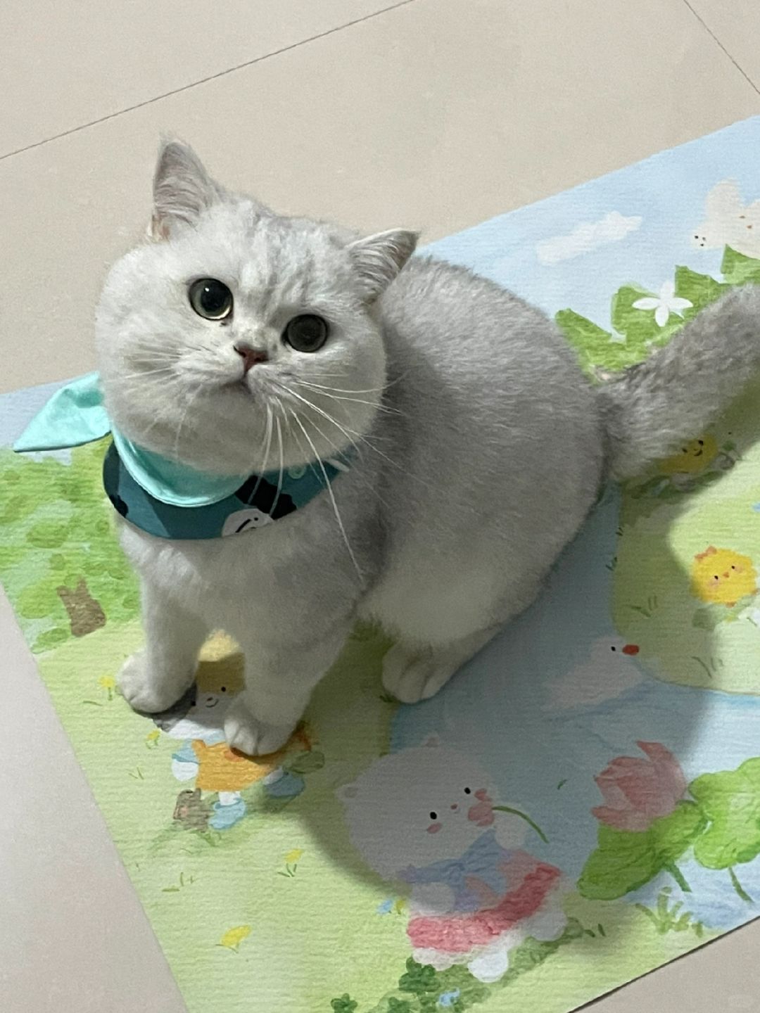 猪猪🐱
