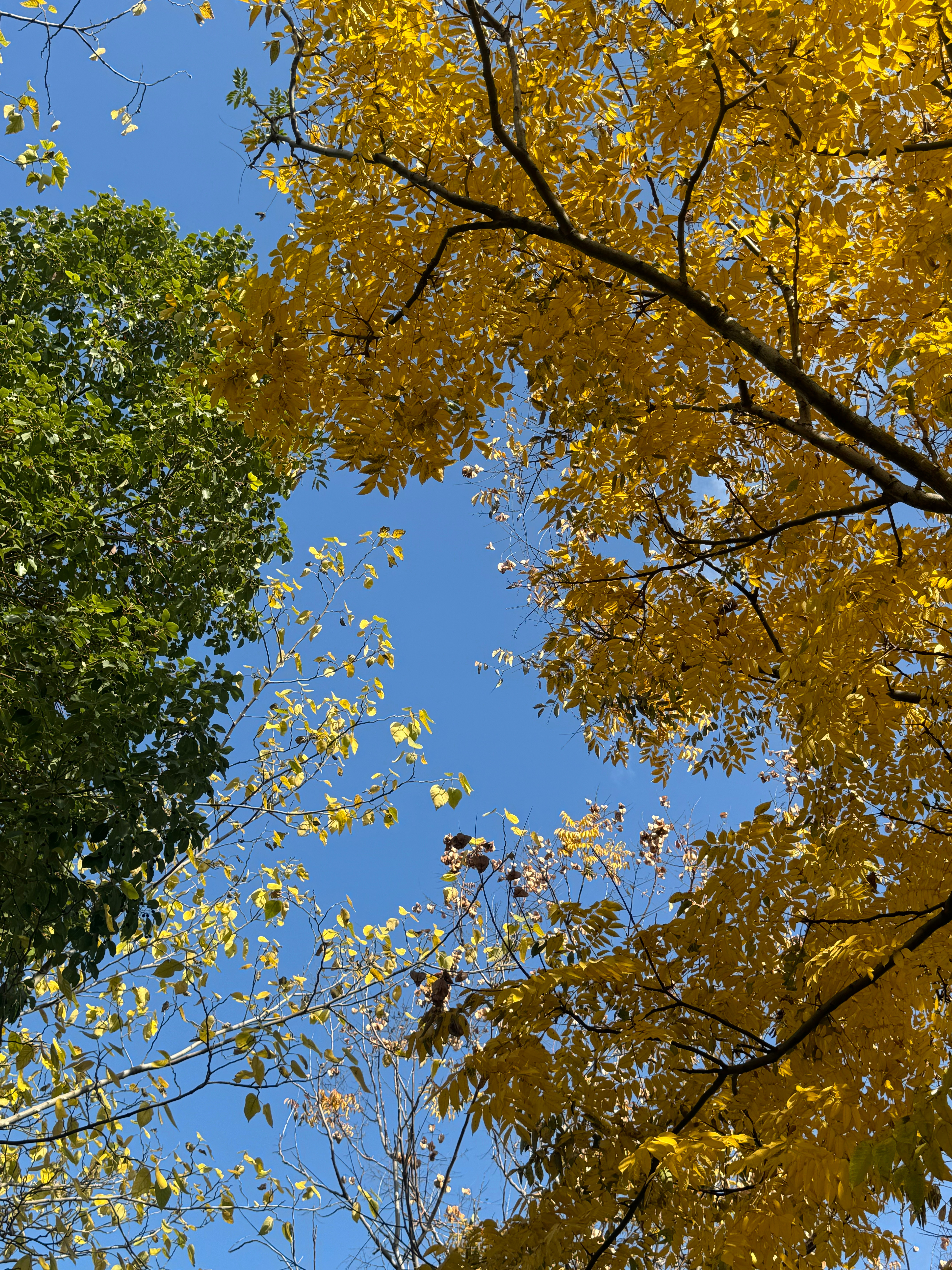 大树会拥抱每个抬头的人 武汉·东湖生态旅游风景区