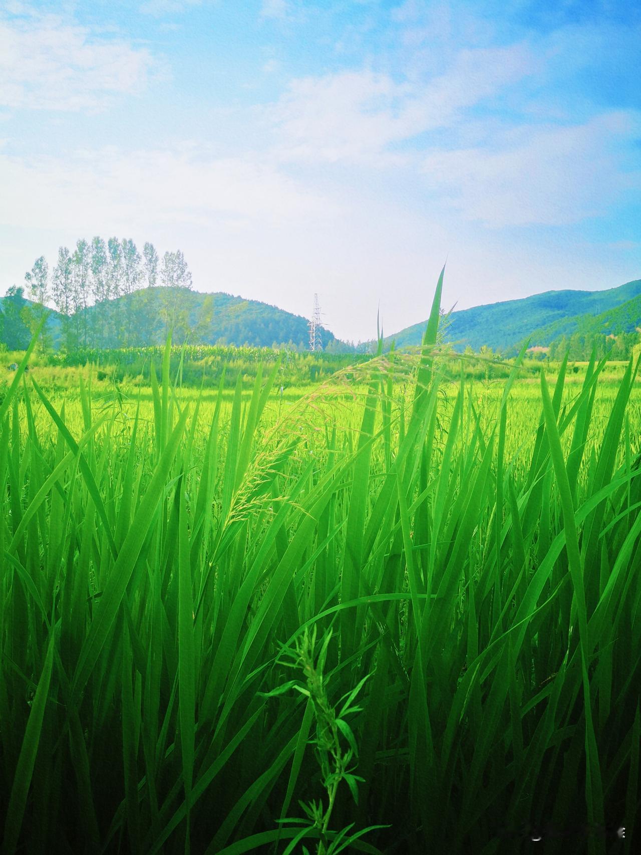 夏日打卡季
盛夏治愈风景 盛夏清凉处 夏日的私藏瞬间 夏日的珍藏时光 夏日的风在