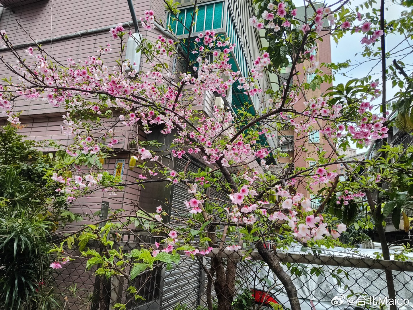 春到人間、春暖花開， Maico我種植的寒櫻開花了！ 