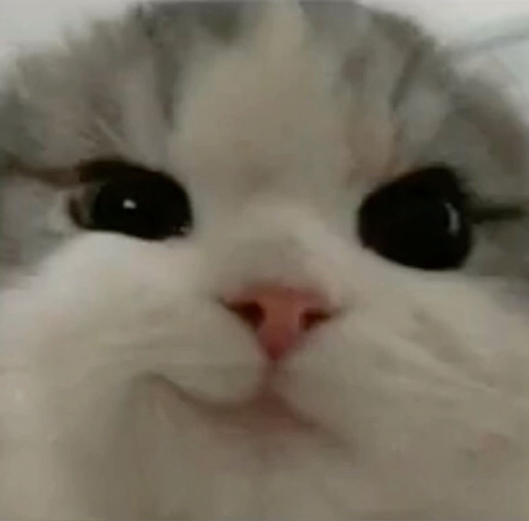 😼 