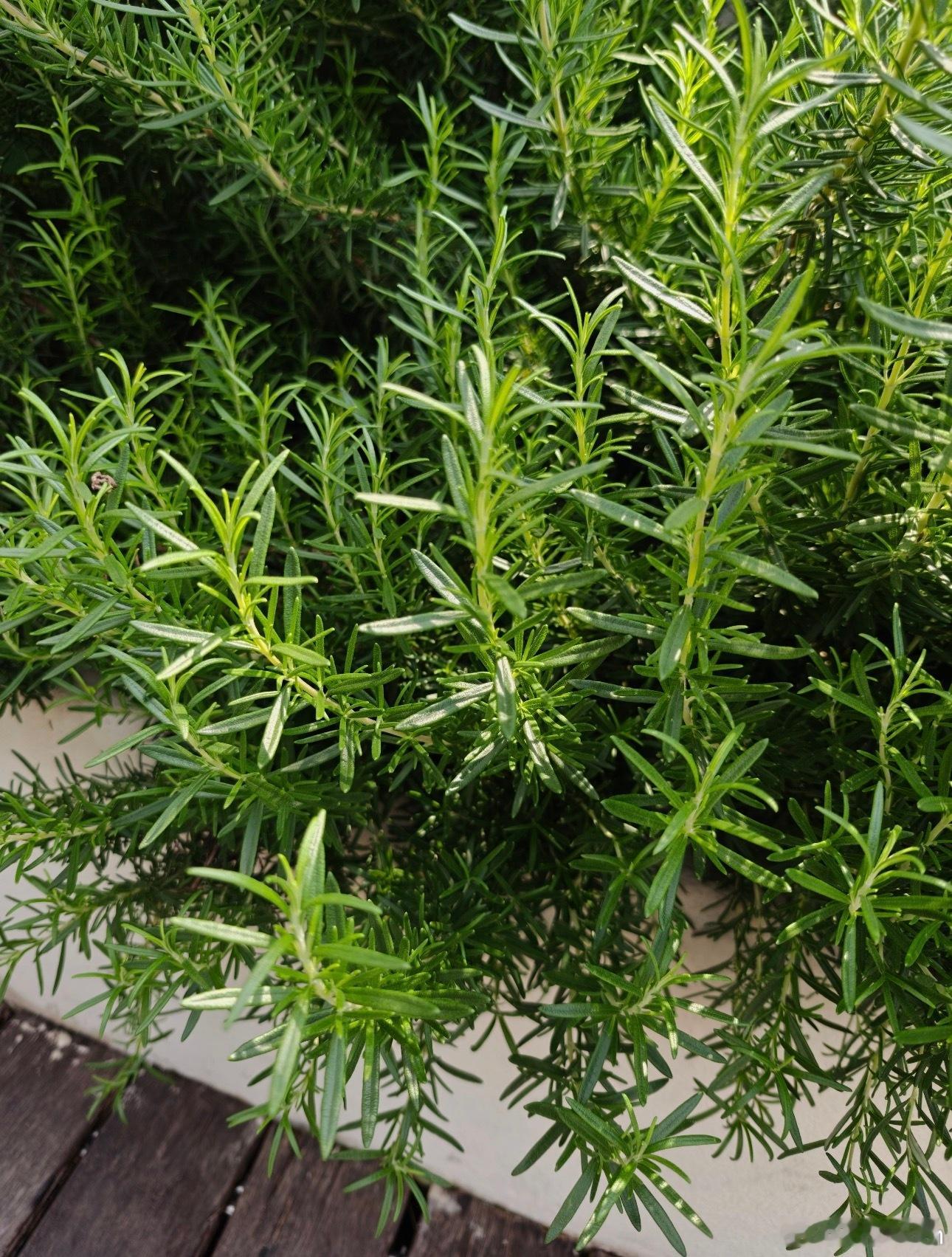 睡睡又醒醒睡眠质量好差劲楼上每天都要剁肉饼好吃也不用每天剁吧想养一盆迷迭香 