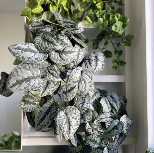 银斑葛-绿箩里的颜值担当