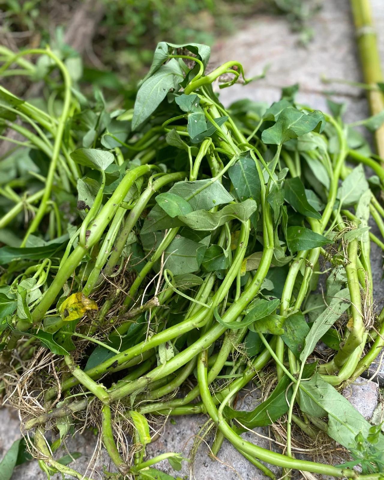 广州阳台种菜自由！7天收割一茬的空心菜，水培保姆级教程来了
      家人们，
