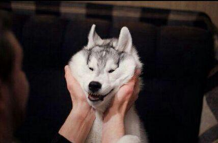 “泥们银类都只顾捏柴犬脸颊，都忘了我们二哈了，偶的脸颊也很软很萌哦~”二哈表情好