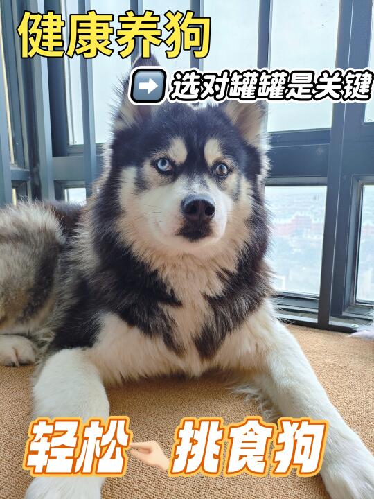 🐶啊啊啊啊！yyds的狗罐头，快来抢！