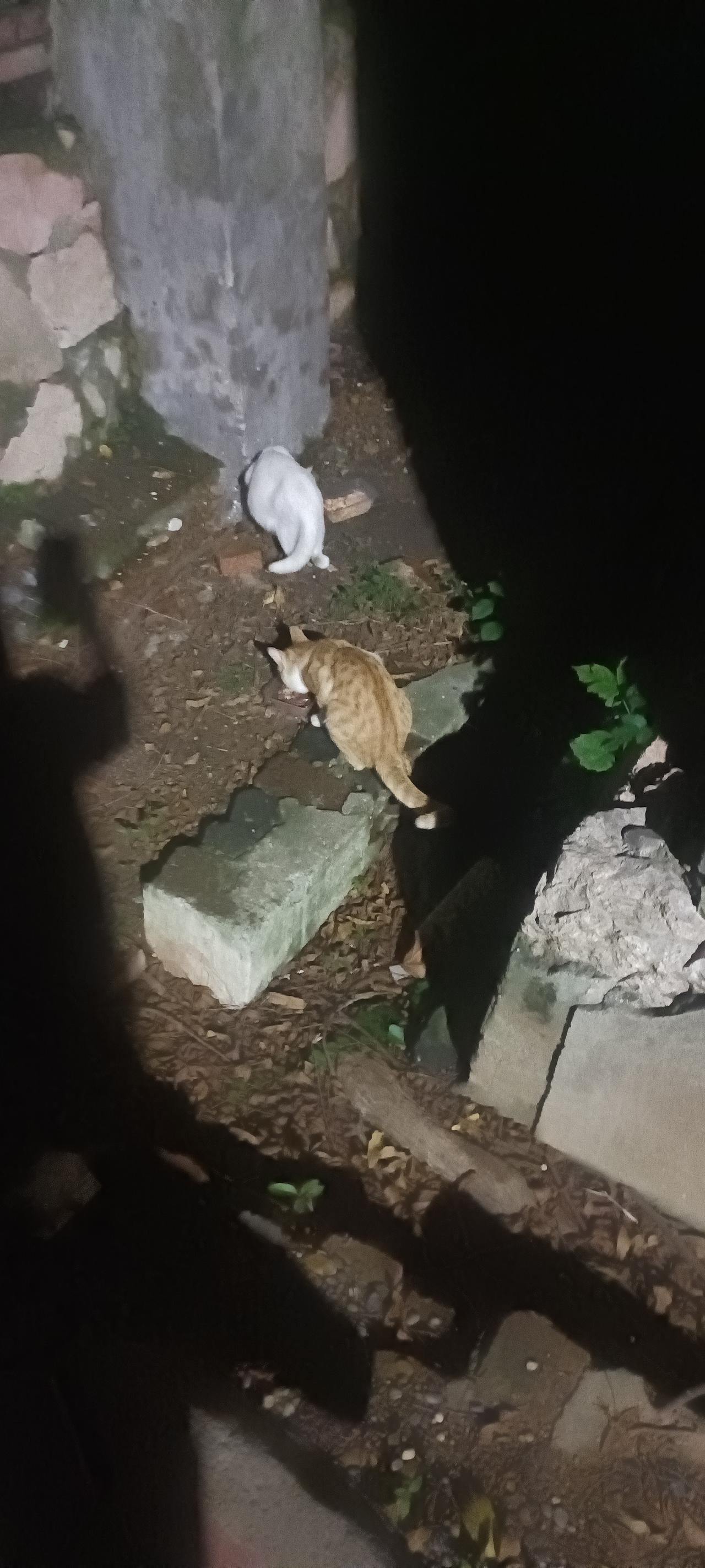 夜里小白猫又出现了，肚子还是很大，包袱并没有卸下来，这我就放心了。夜晚喂猫好处很