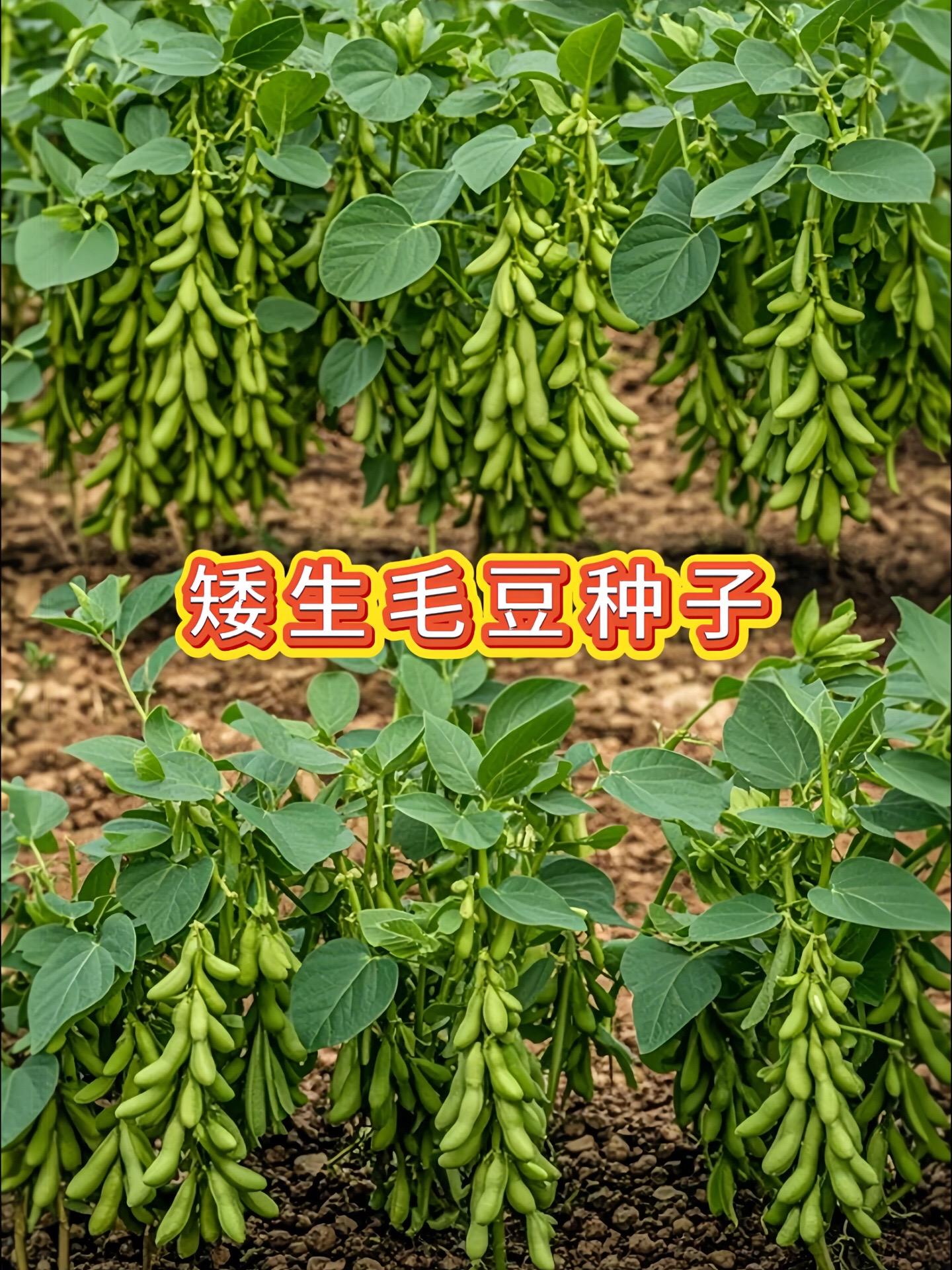 矮生毛豆种子
