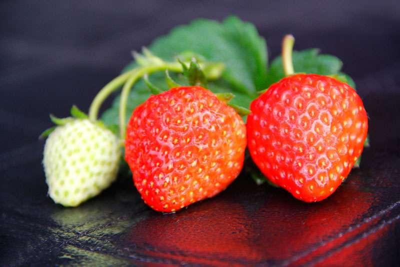 四月是草莓的盛产期，此时的草莓味道鲜甜多汁，营养价值高，是春季最值得吃的水果。 