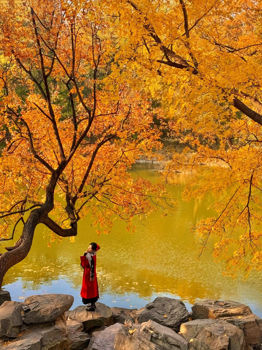 11.7Live🍁颐和园神仙秋景惊艳上线！！附路线