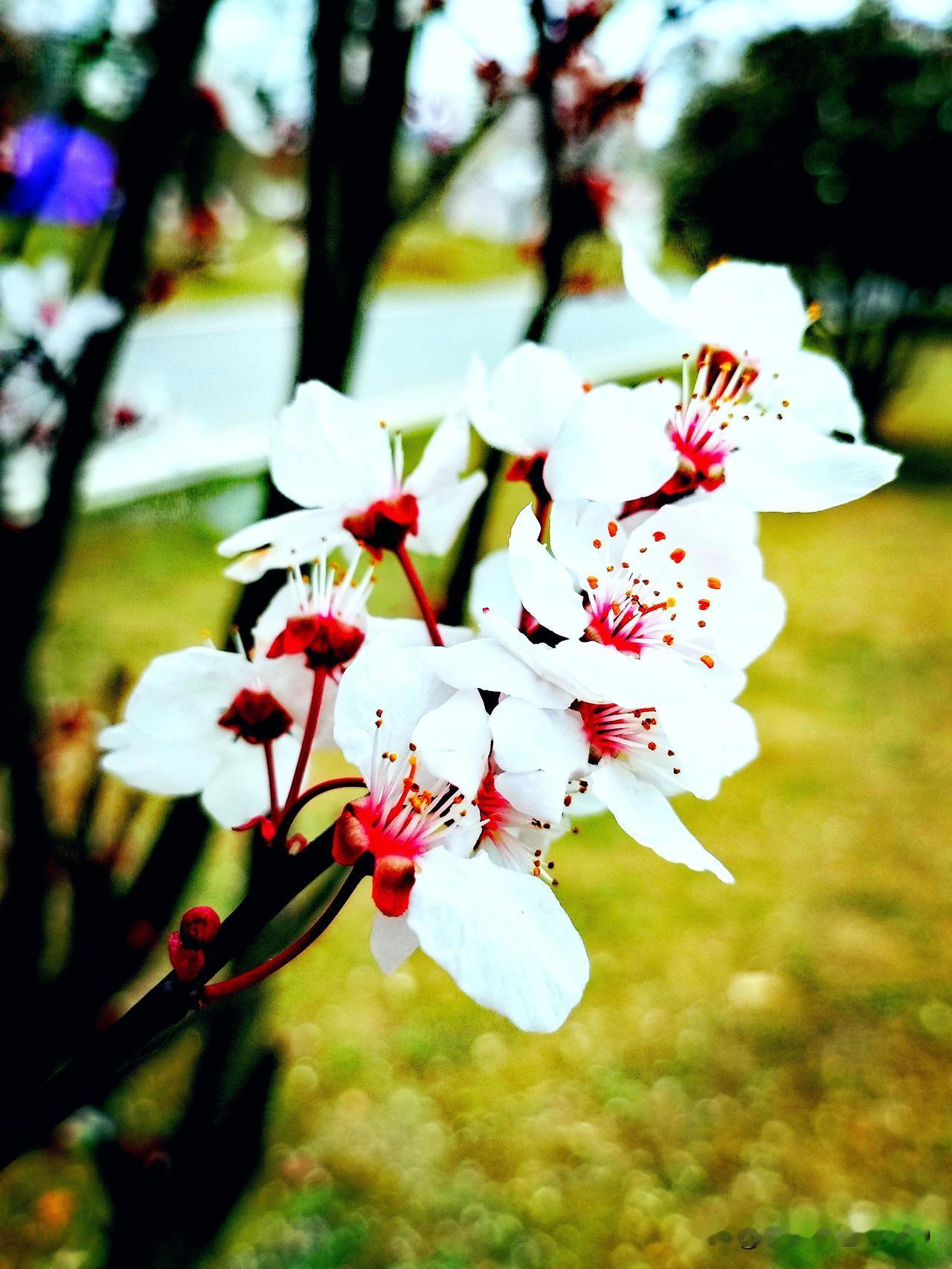 《龙潭春遇》
雨湿龙潭岸，
香浮雪满蹊。
佳人留倩影，
偷摄醉春堤。