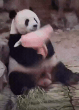 这一幕，把网友们都看乐了。大熊猫刚洗完澡，饲养员丢一块浴巾给它，没想到自己就擦上