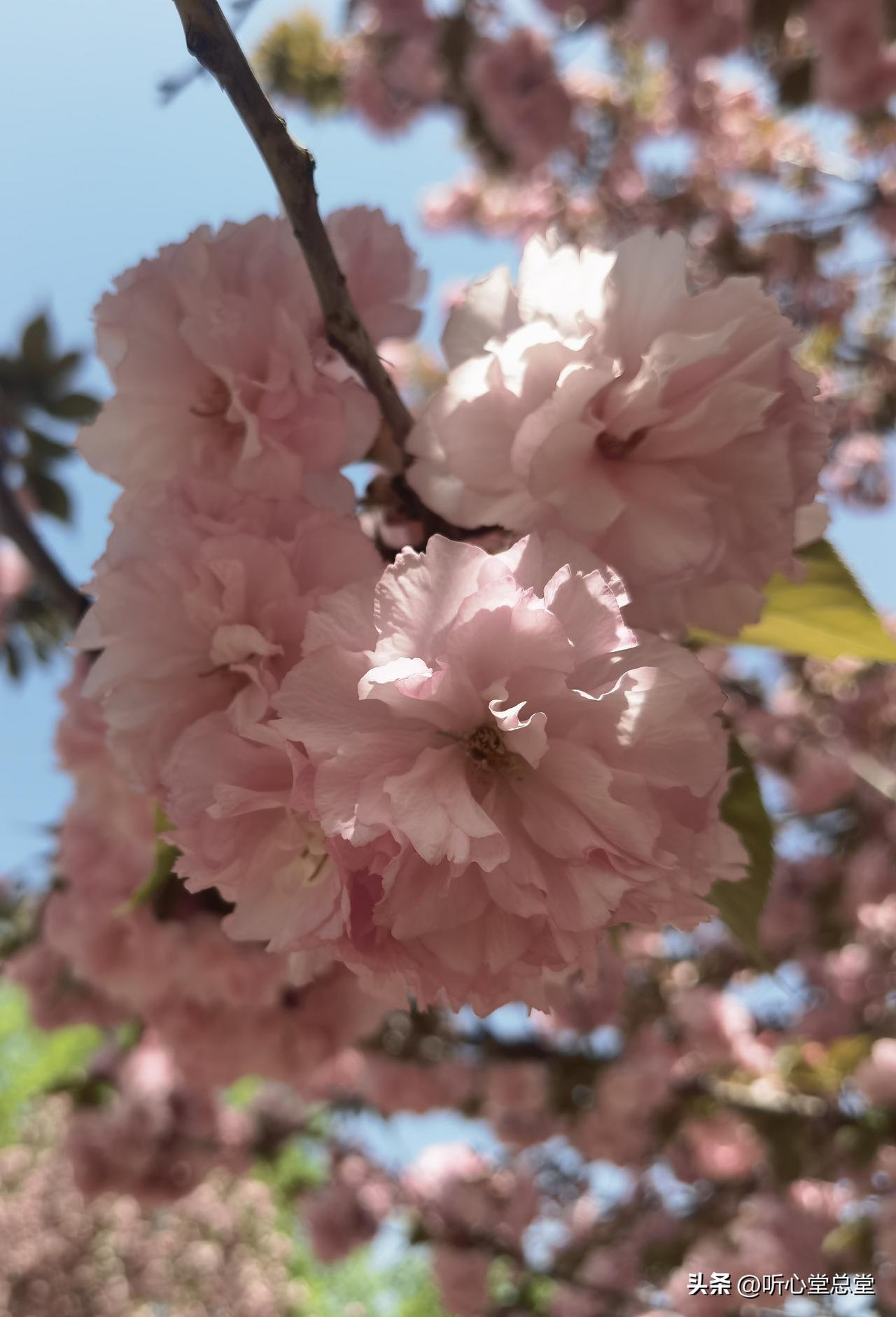 大姐，大早上健身房跑步机上，你搞得香味刺鼻几个意思？
想混混味儿？