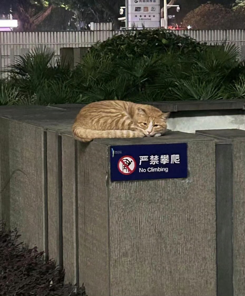 小城良方辟谣刘铮亮涂美甲一些小猫不识字的证据 ​​​