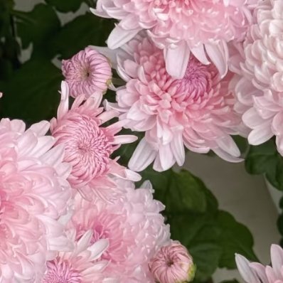 摇篮曲菊花的种植其实很简单，咱们一步步来：一、品种选择摇篮曲菊花属于观赏品种，花