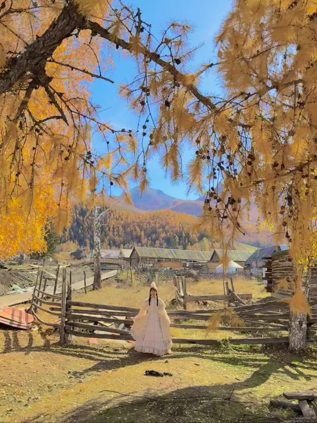 live图的意义🍂阿勒泰的秋天没有平替！ 能超过夏天阿勒泰的 只有秋...