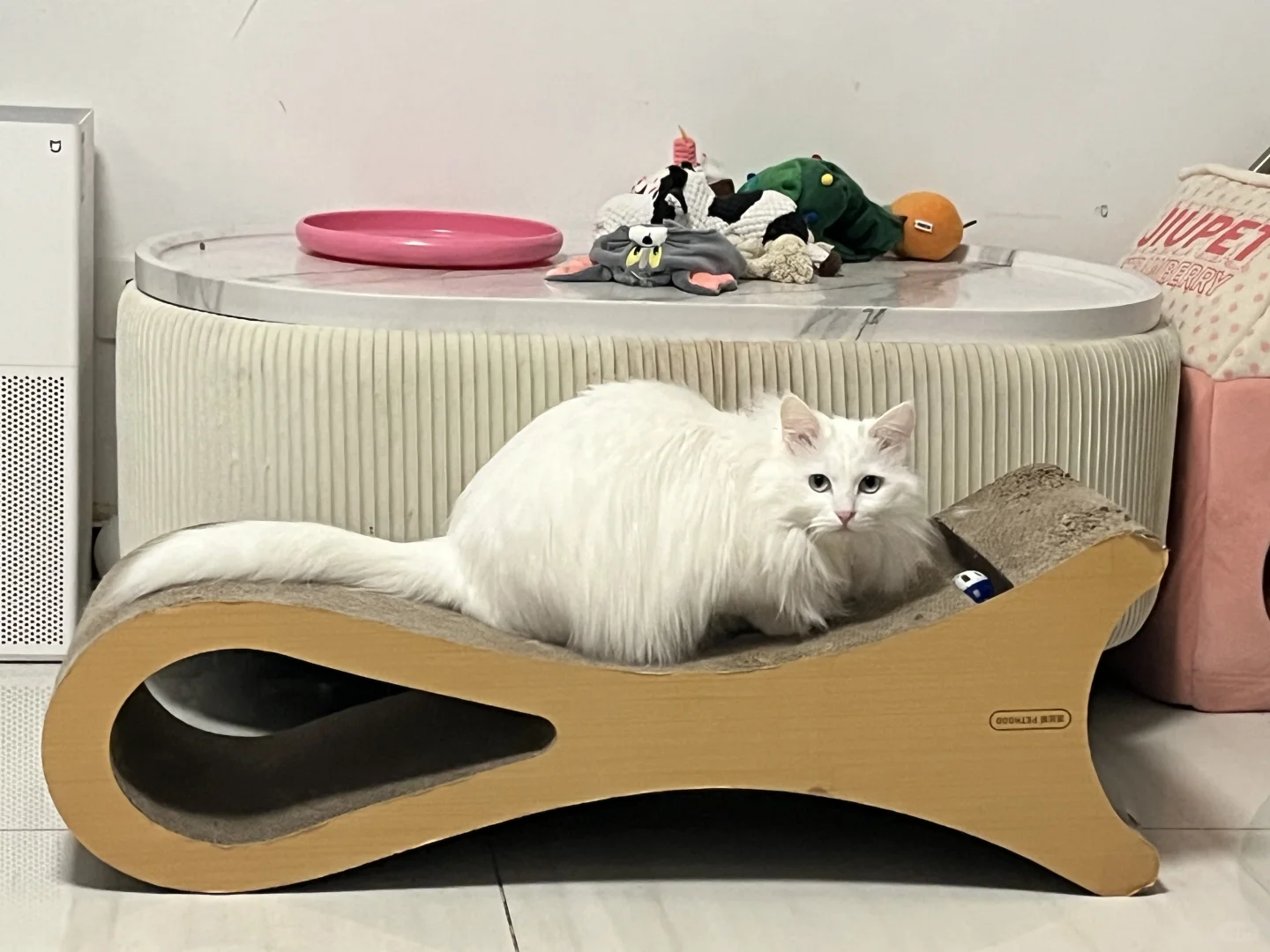 有没有是猫但是拍出来像老鼠的那种照片