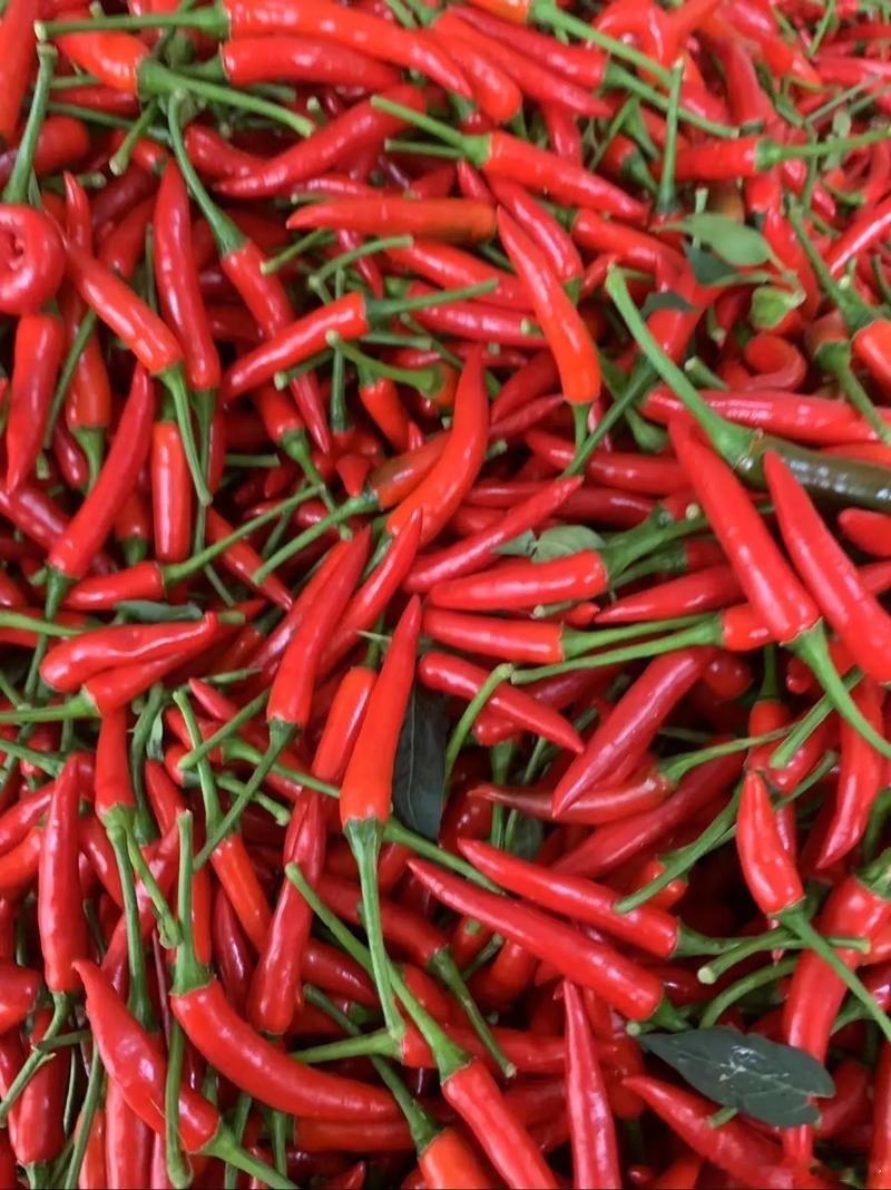 小米辣迎来涨价潮平时炒菜除了西红柿炒鸡蛋，其他的都必放小辣椒，涨不涨的其实影响不