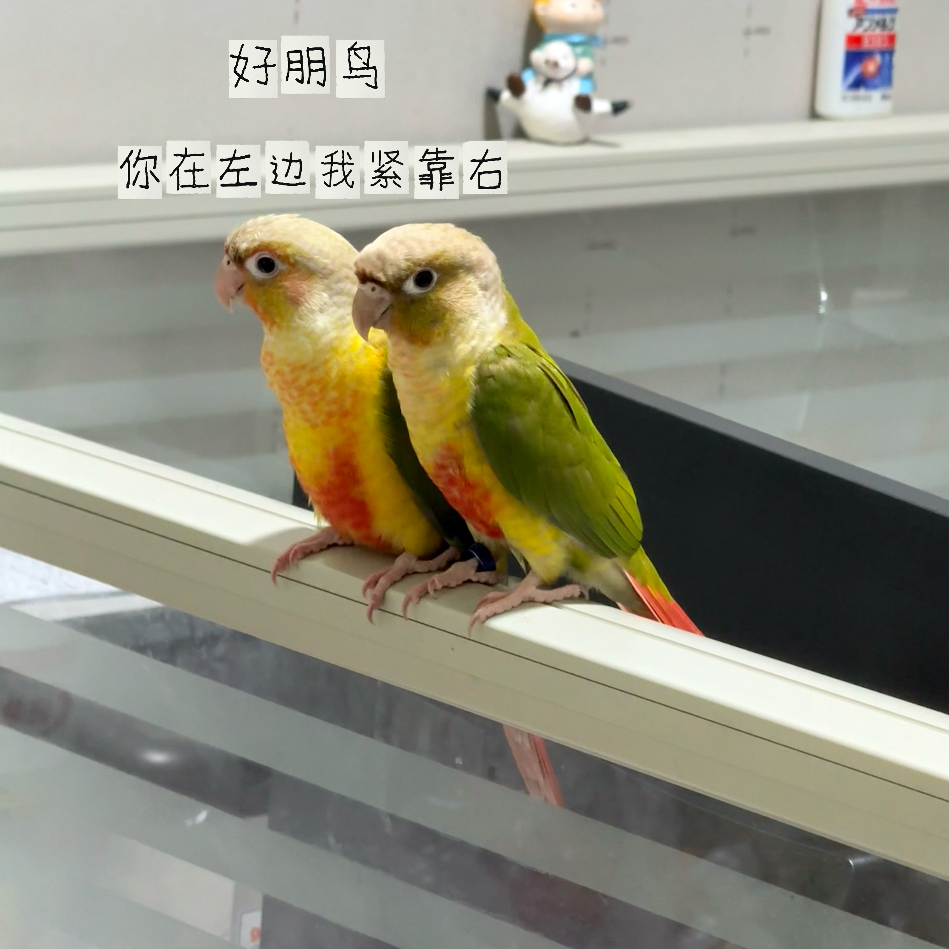 笑死我了 四号走地鸡🦜非常怕小胖车上拿下来的Loopy趴趴摆件 一拿近它就叽叽