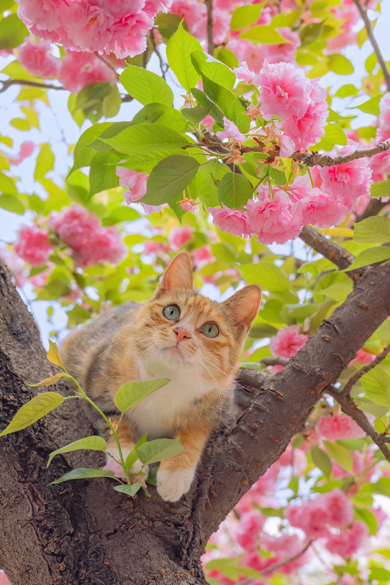 拍猫十年，不舍得发的春花和猫得意之作。之前已经发过一组，都选自今年的猫...