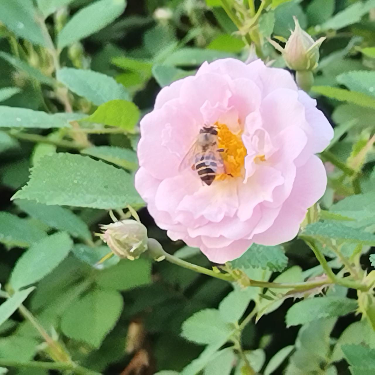 蔷薇花开放，夏天来了。