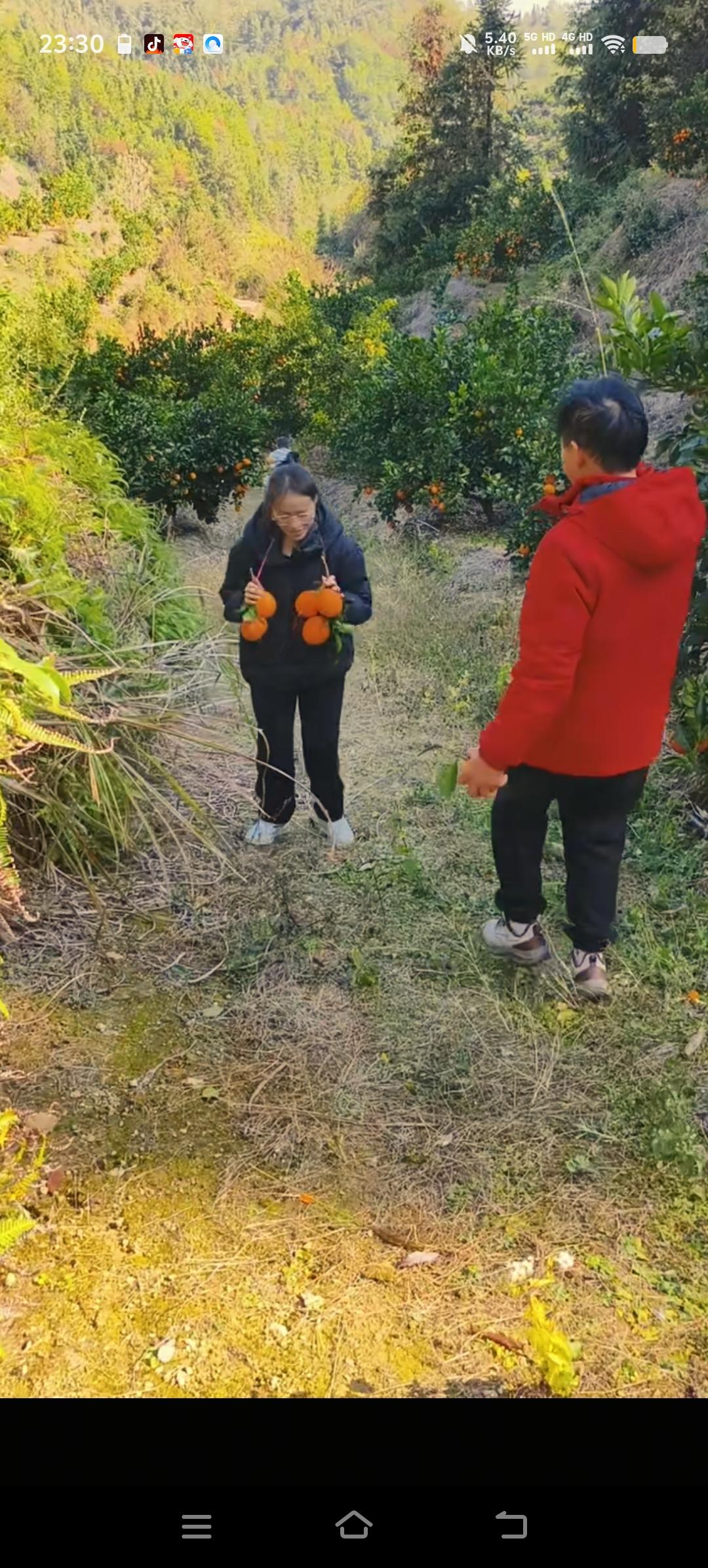 梁志辉江西老家的橙子挂满了枝头。这几天，梁爸爸拍摄了几组十分精彩的视频。视频里，