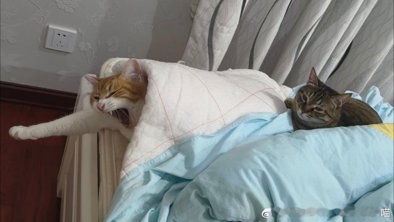 49578【丑猫】钻进垫被里打哈欠很邪恶 