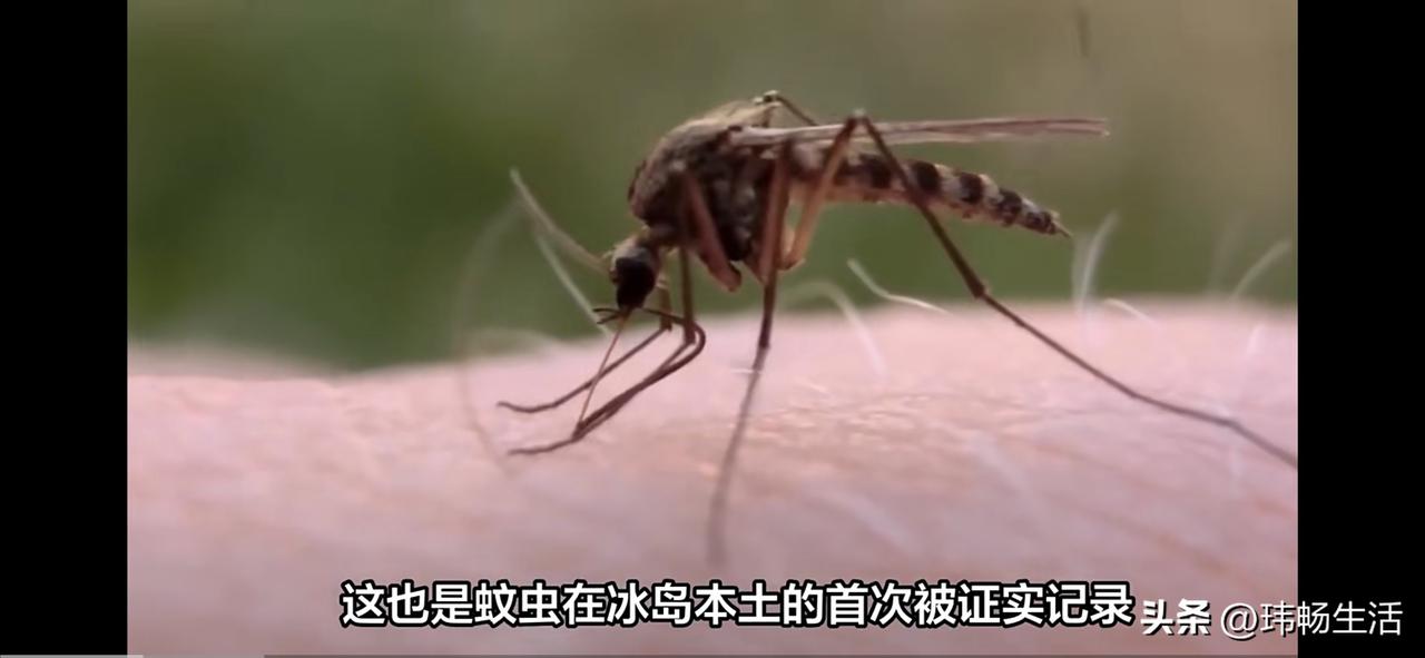 “无蚊冰岛”的神话，被一只小小雌蚊终结。当地时间10月20日，《冰岛评论》头条刊