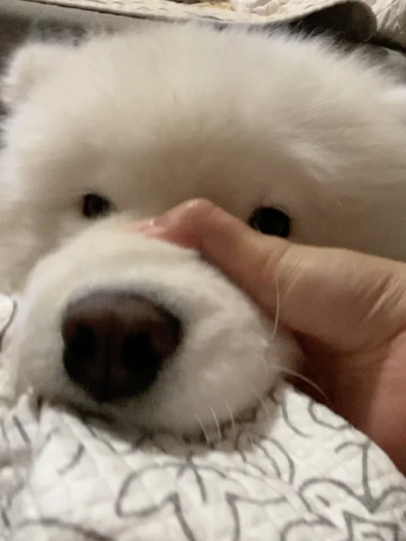 爱扯尿垫 那就多吃点